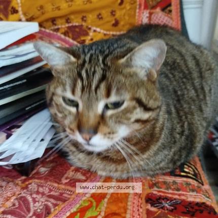 Photo 1/1 Tigrou Chat lost in Escragnolles