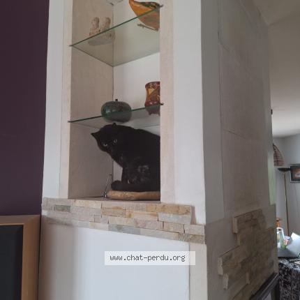 Photo 1/1 Pingu Chat lost in Toulouse