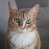 Picture of cat lost at Niort