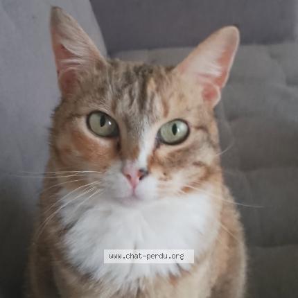 Photo 1/1 Fiona Chat lost in Niort