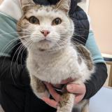 Picture of cat found at Perigny