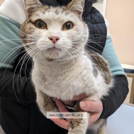 Photo 1/1 Found cat Found in Perigny