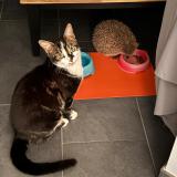 Picture of cat lost at St Prex