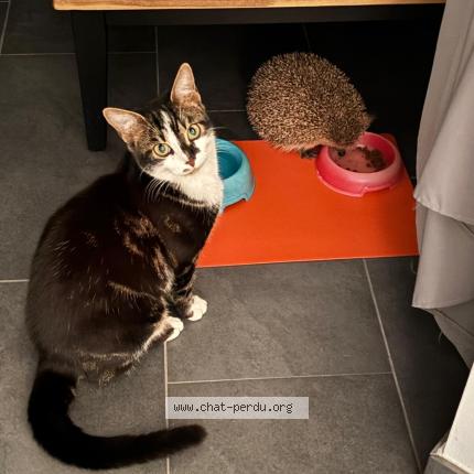 Photo 1/1 Flasch Chat lost in St prex