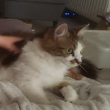 Picture of cat lost at Herseaux