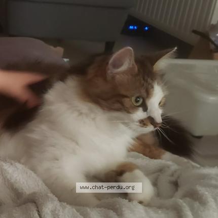 Photo 1/2 Uzy Chat lost in Herseaux