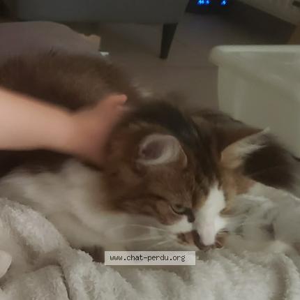 Photo 2/2 Uzy Chat lost in Herseaux