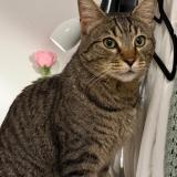 Picture of cat found at Besancon