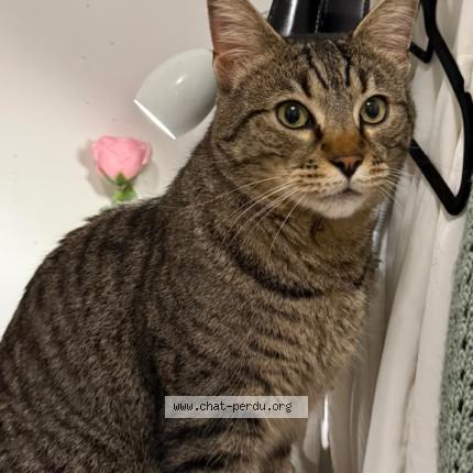 Photo 1/1 Found cat Found in Besancon