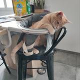 Picture of cat lost at St Palais