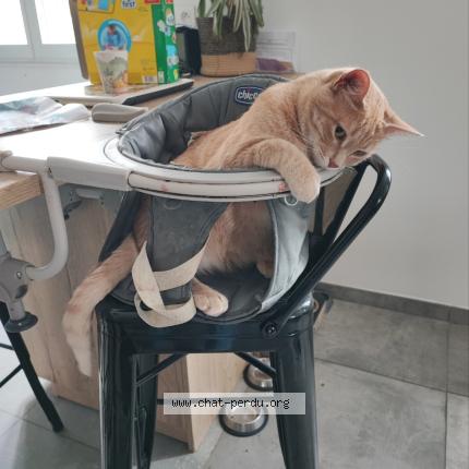 Photo 1/1 Miko Chat lost in St palais