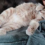 Picture of cat lost at St Palais