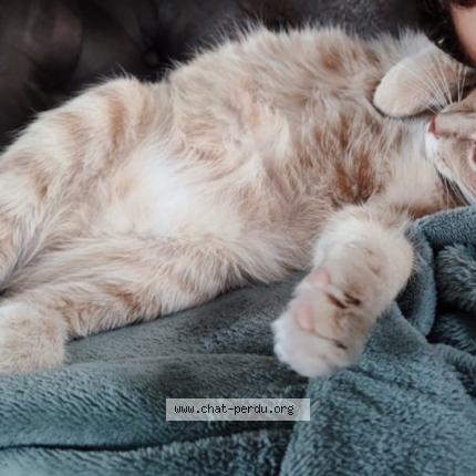 Photo 1/1 Miko Chat lost in St palais