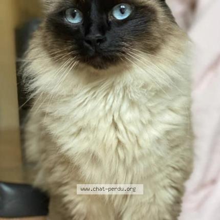 Photo 1/1 Toulouse Chat lost in Paris