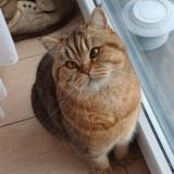 Picture of cat lost at Jette