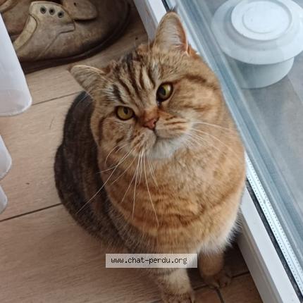 Photo 1/1 Sans nom Chat lost in Jette