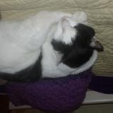 Picture of cat lost at Eysines