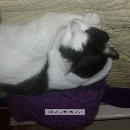 Photo 1/1 felix Chat lost in Eysines