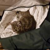 Picture of cat lost at La Roche De Glun