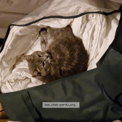 Photo 1/1 William Chat lost in La roche de glun