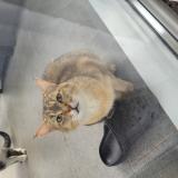 Picture of cat found at Etrembieres