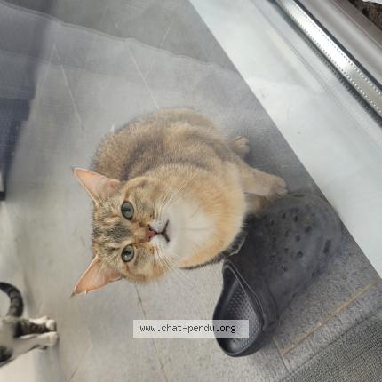 Photo 1/1 Found cat Found in Etrembieres