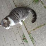 Picture of cat found at Rennes