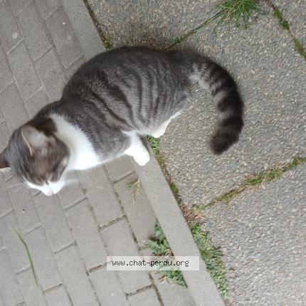 Photo 1/3 Found cat Found in Rennes