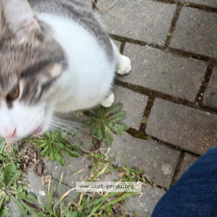 Photo 2/3 Found cat Found in Rennes