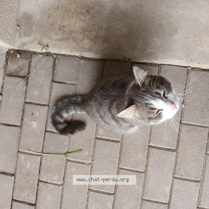 Photo 3/3 Found cat Found in Rennes