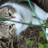 Picture of cat found at Lorient