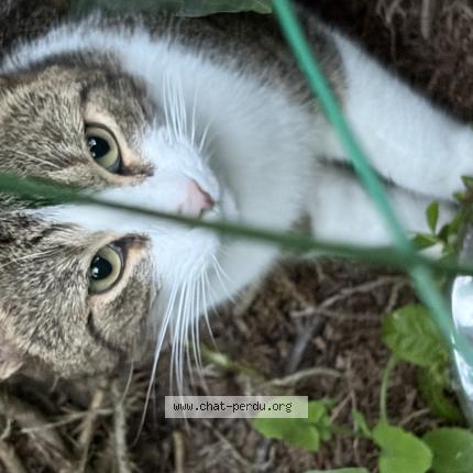 Photo 1/1 Found cat Found in Lorient