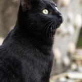 Picture of cat lost at Saint Bres