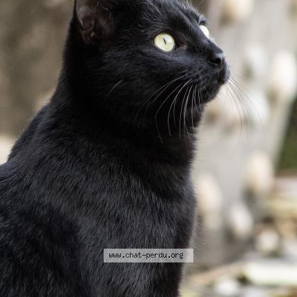 Photo 1/1 Floki Chat lost in Saint bres