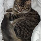Picture of cat lost at Saint Germain Les Arpajon
