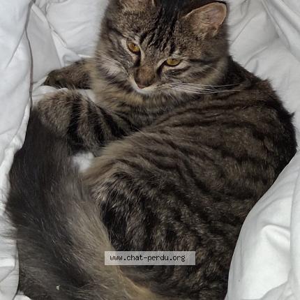 Photo 1/1 Guizmo Chat lost in Saint germain les arpajon