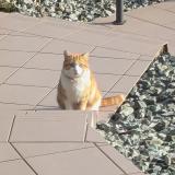 Picture of cat found at Perouse