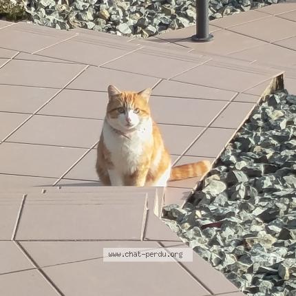 Photo 1/1 Found cat Found in Perouse