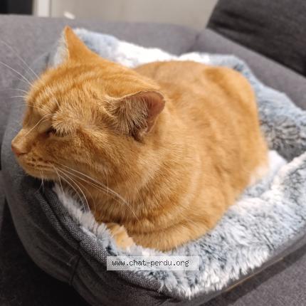 Photo 1/1 Nala Chat lost in Tronvile en barrois