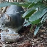 Picture of cat found at Boulogne Billancourt