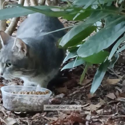 Photo 1/1 Found cat Found in Boulogne billancourt