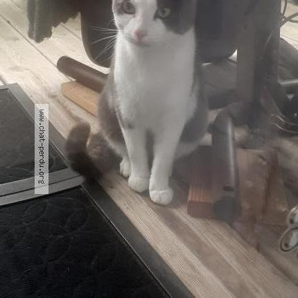 Photo 1/1 Found cat Found in Perigny