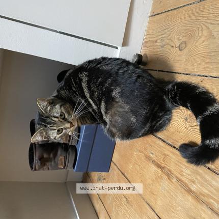 Photo 1/1 Luna Chat lost in Margaux