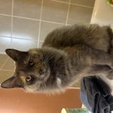 Picture of cat lost at Malemort