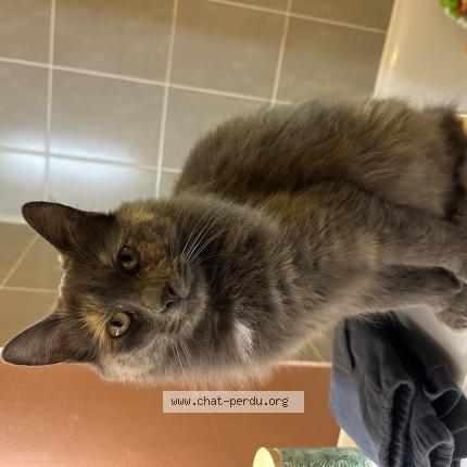 Photo 1/1 Maya Chat lost in Malemort