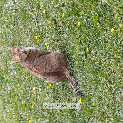 Photo 1/1 Found cat Found in Saou