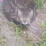 Picture of cat found at Cognac