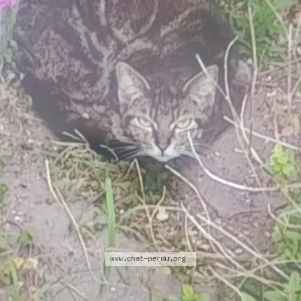 Photo 1/1 Found cat Found in Cognac