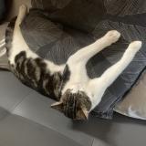 Picture of cat lost at Issoire