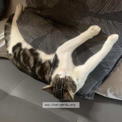 Photo 1/1 Mistral Chat lost in Issoire